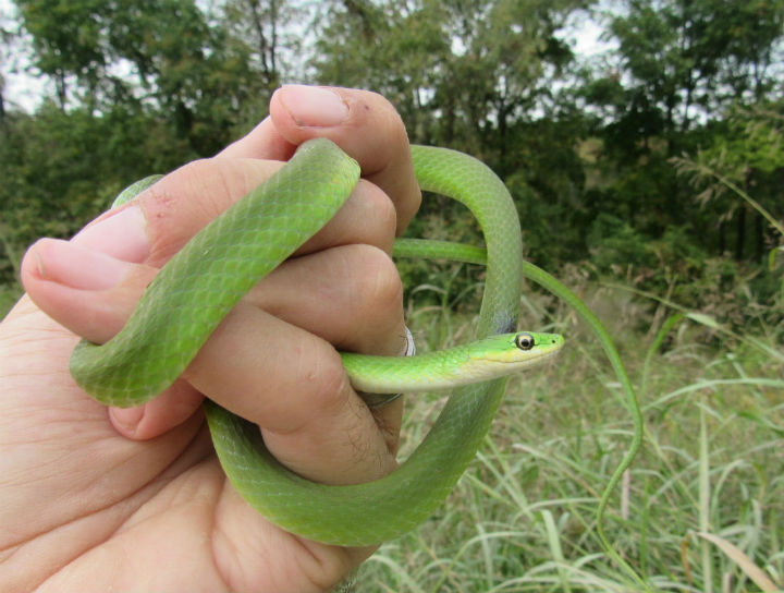 Rough Green Snake